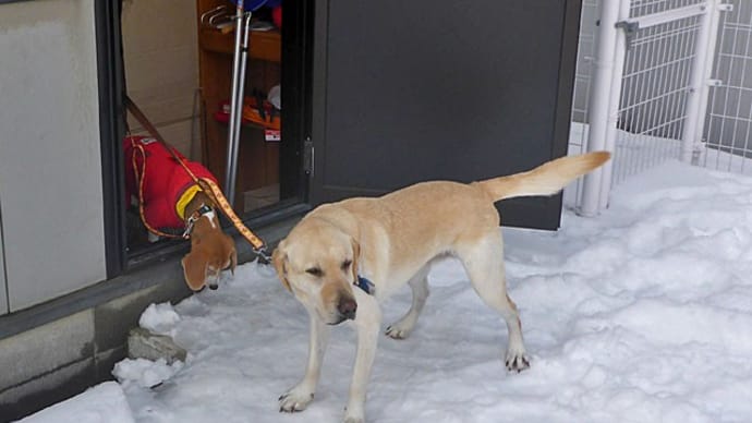 【1/23(日) 2日続けて 雪のドッグランで遊びました (^_-)-☆】