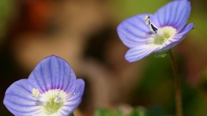 瑠璃色の可憐な花なのに