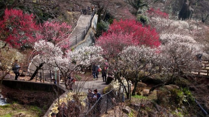 熱海梅園 梅の花ざかり