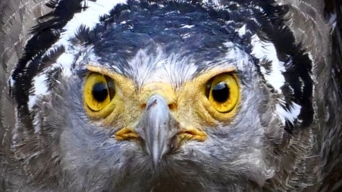 人生で最高のカンムリワシ撮影