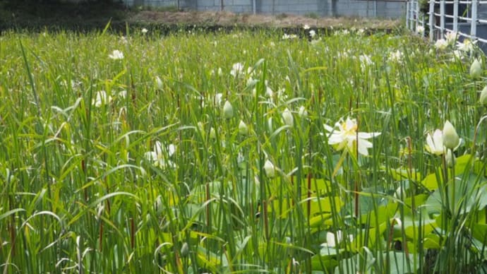 蓮の花、やっぱり大好き♪