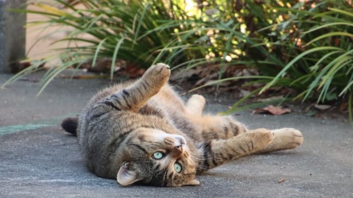 外でへそ天の猫ちゃん