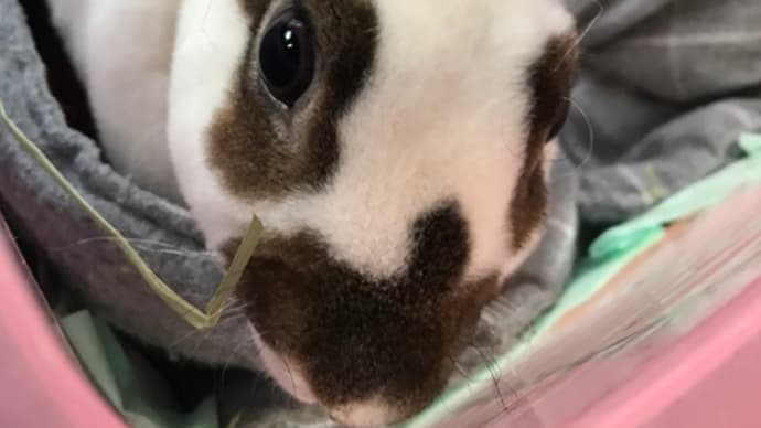 こもも、チュラ大の動物病院へ。