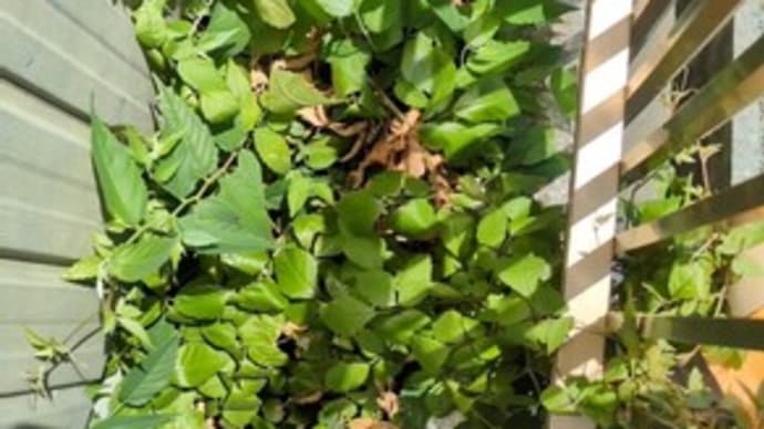 狭い場所の草取りは