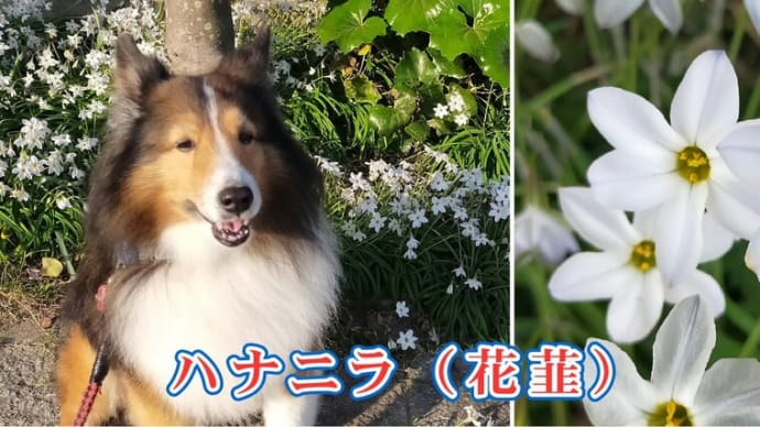 小次郎と春の草花２　ーハナニラ（花韮）ー