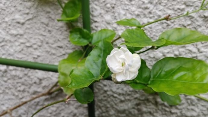 八重咲き茉莉花