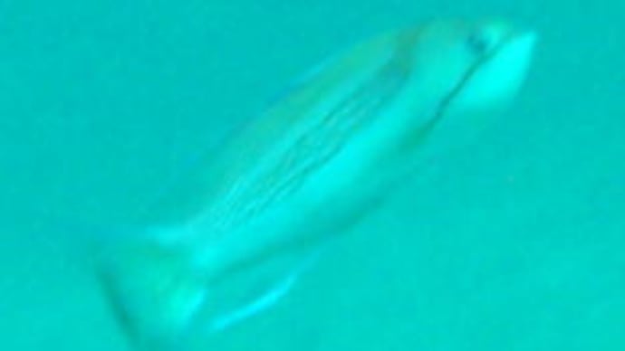 数の少ないお魚
