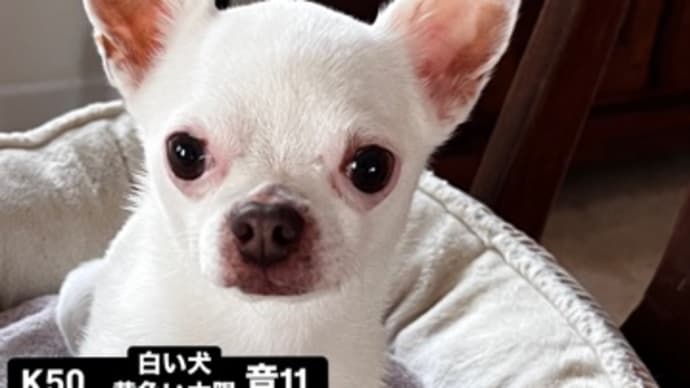 〜マヤ暦 K50 白い犬・黄色い太陽・音11〜 思ったことを語り合う場と仲間がいるって、しあわせ。