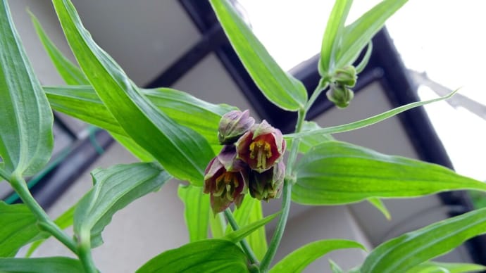 花の花芯を覗いてみると、明日が見えるのかい?