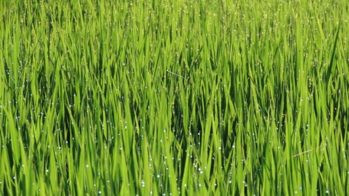 朝露光る