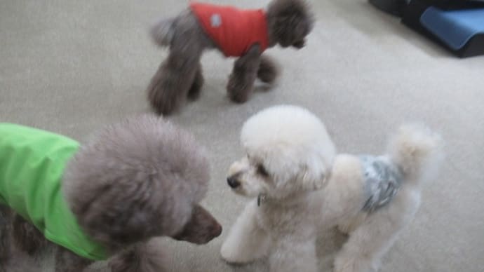 2023/04/13 犬の幼稚園BuddyDog