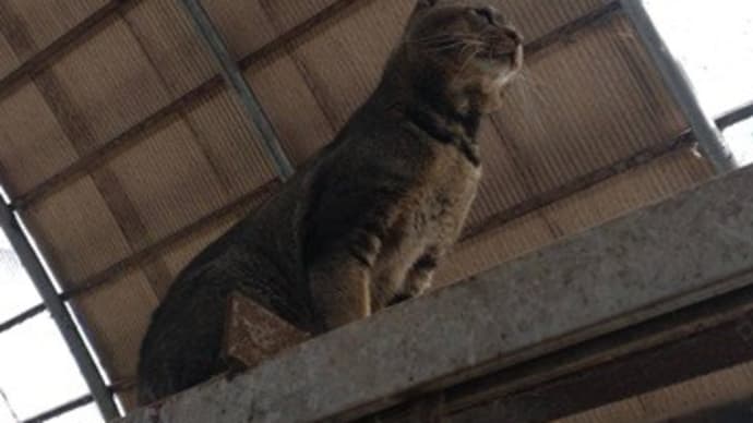 まきば便り「55」猫と仔馬