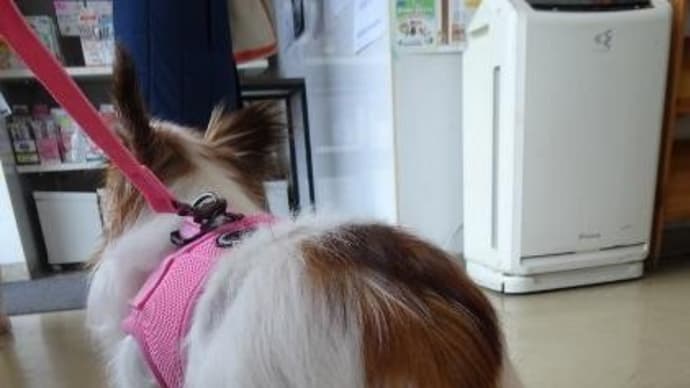 パピ混合ワクチン接種しました