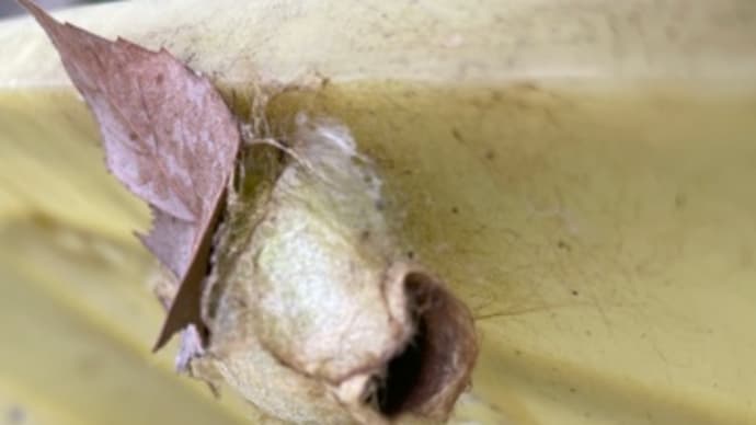 夏から秋　イモムシ編　蛾