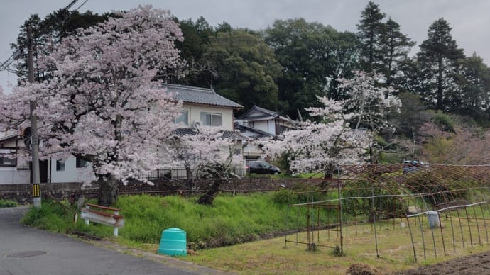 桜が散る雨 ~令和6年桜③~