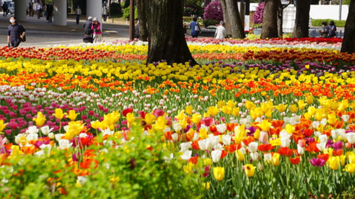 4月の花めぐり・横浜公園と日本大通2022