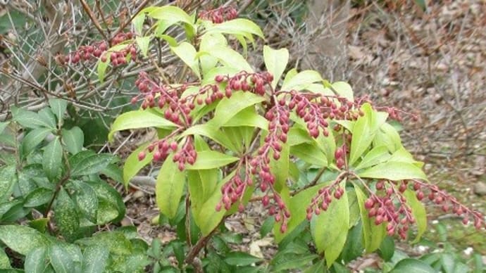 引っ越していったお友達 病は気からって本当? アセビの花芽
