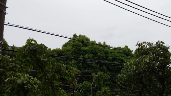 くもり空です!