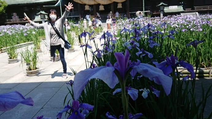 菖蒲