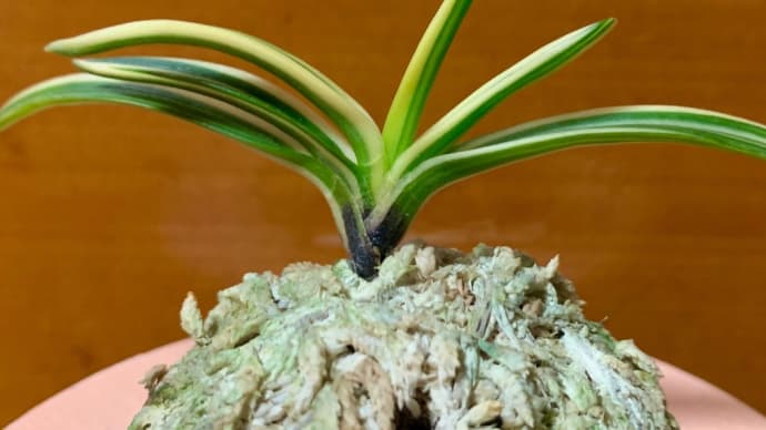 三加茂錦