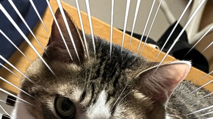 コテblog🐈🍵🐈🍵🐈🍵
