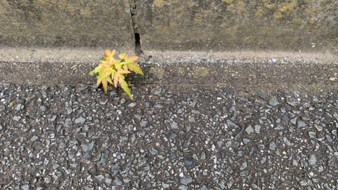 オサンポ walk - スキマ草Plant : もしかしてカニクサ? are you Japanese climbing fern?