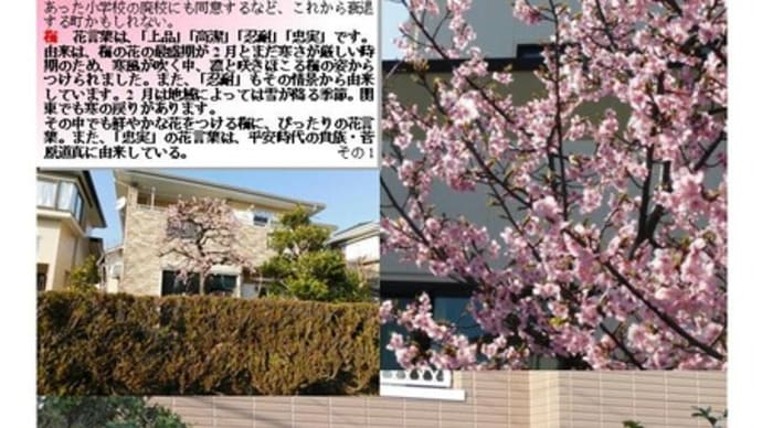 花巡り「梅-313」 幸手市香日向1丁目