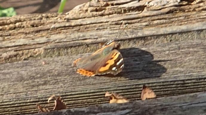 アカタテハ ぱたぱた