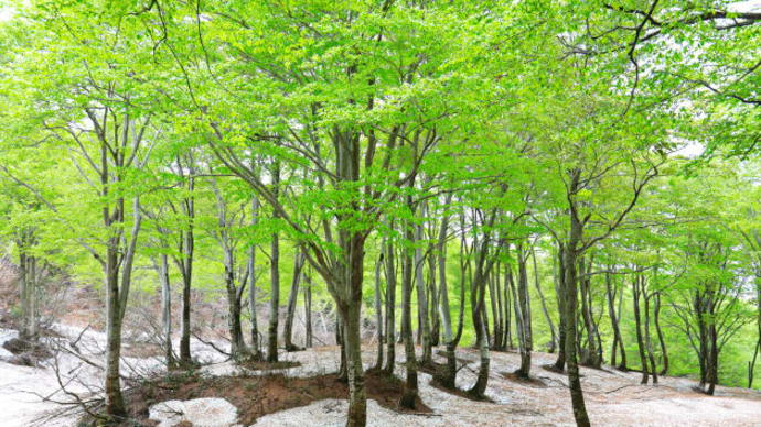 鍋倉高原の根明け