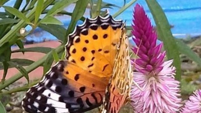 蝶と花