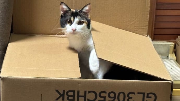猫には箱