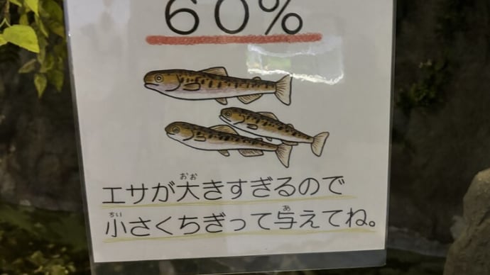 サンピアザ水族館 鮭の稚魚のえさやり