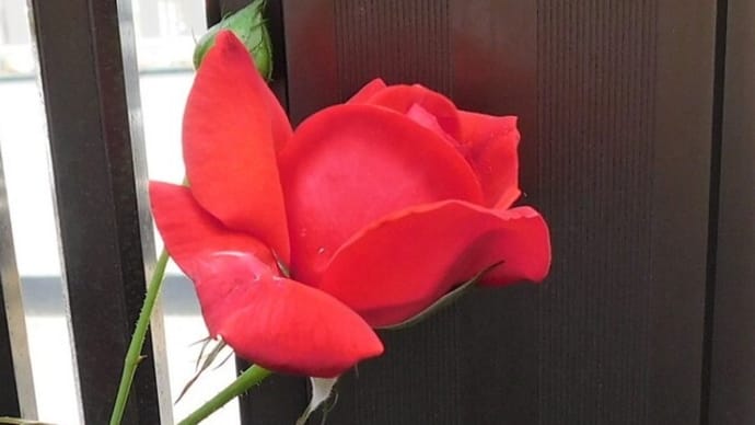 「昭和の赤い薔薇」今年も咲いた
