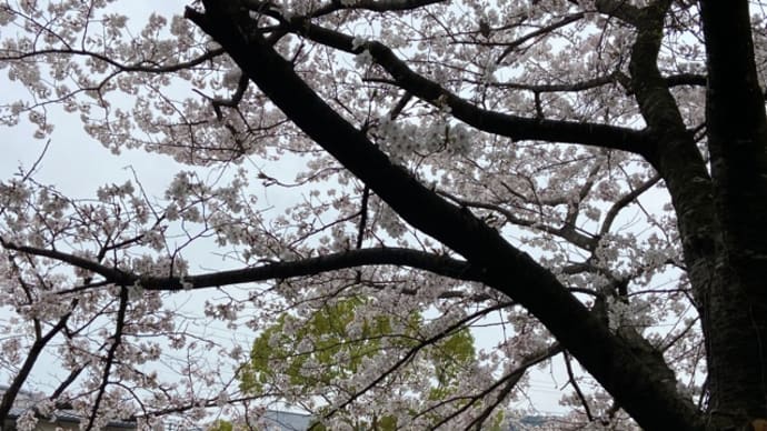 養花天(花曇り)