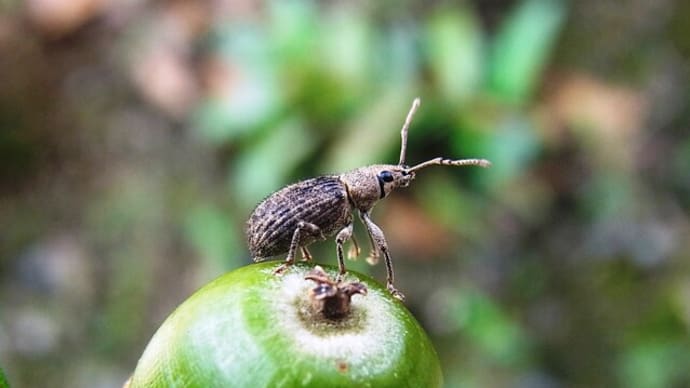 カシワクチブトゾウムシの登頂だっ!:口吻のるつぼたち⑥