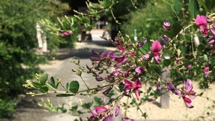 萩の花が風に揺れて