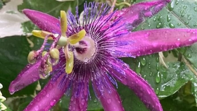 大雨で回り道のご褒美のような花