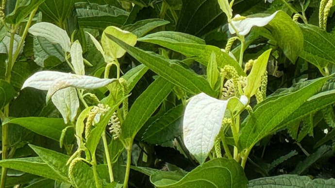 ハンゲショウ（半夏生）の花と葉