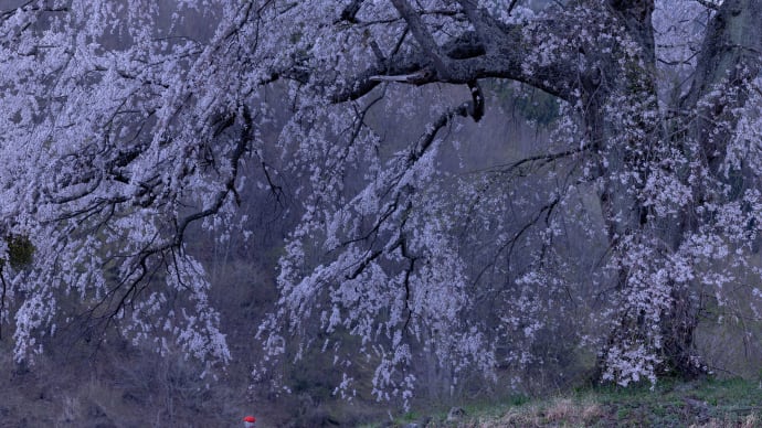 上発地の枝垂れ桜