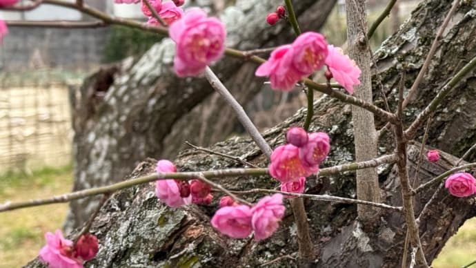 国分寺の参道に咲く梅の開花 進んでいるはず、もっと…iPhone16 Proで撮ってみる