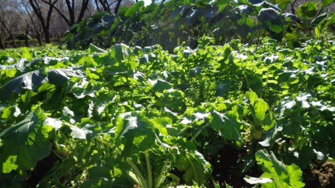 ~野菜収穫体験開催するよ~