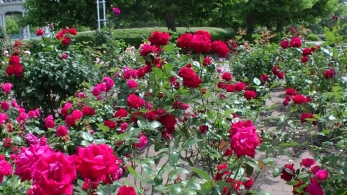 薔薇の園（１）