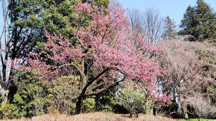 3月の神代植物公園、3月の温度統計