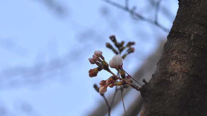 桜の開花は・・・