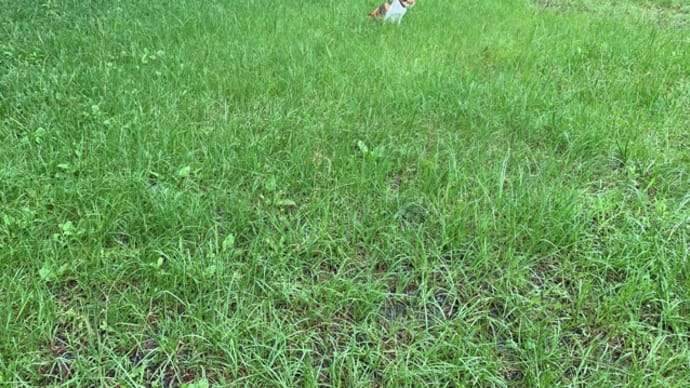 雨上がりの草抜き