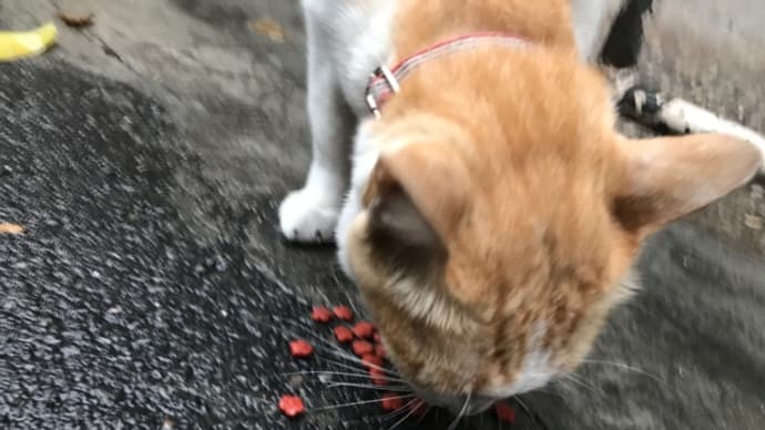 帰りのにゃんこず。