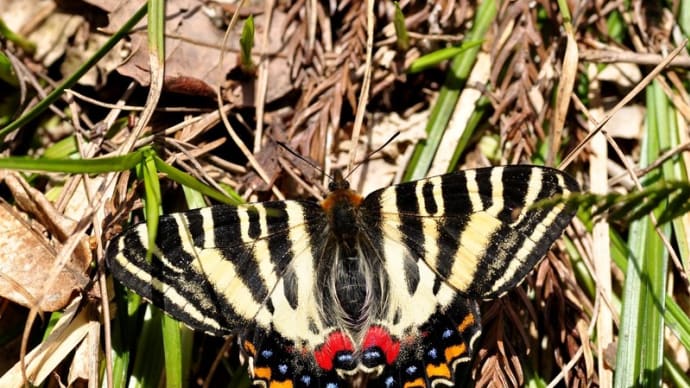 新潟の野蝶 ギフチョウ
