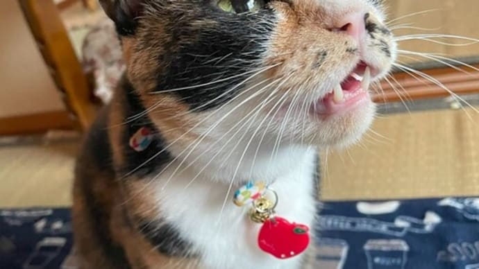 【出会いぬ】in 動物愛護フェスティバル・番外編