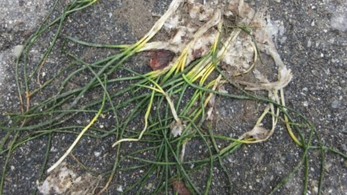 原種水仙の球根が踏みつぶされて