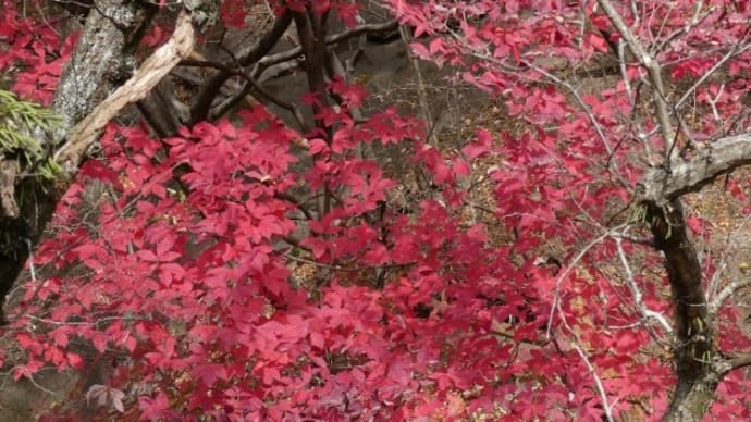 冬芽と葉痕 ～ メグスリノキ、ウワミズザクラ、ホオノキ、ロウバイ、ナツロウバイ